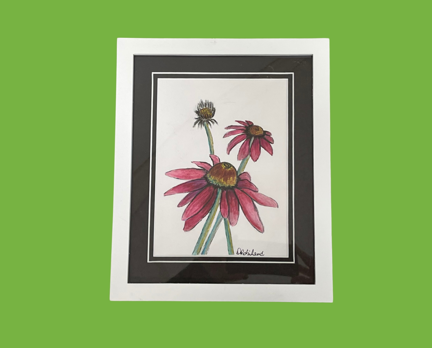 Coneflower
