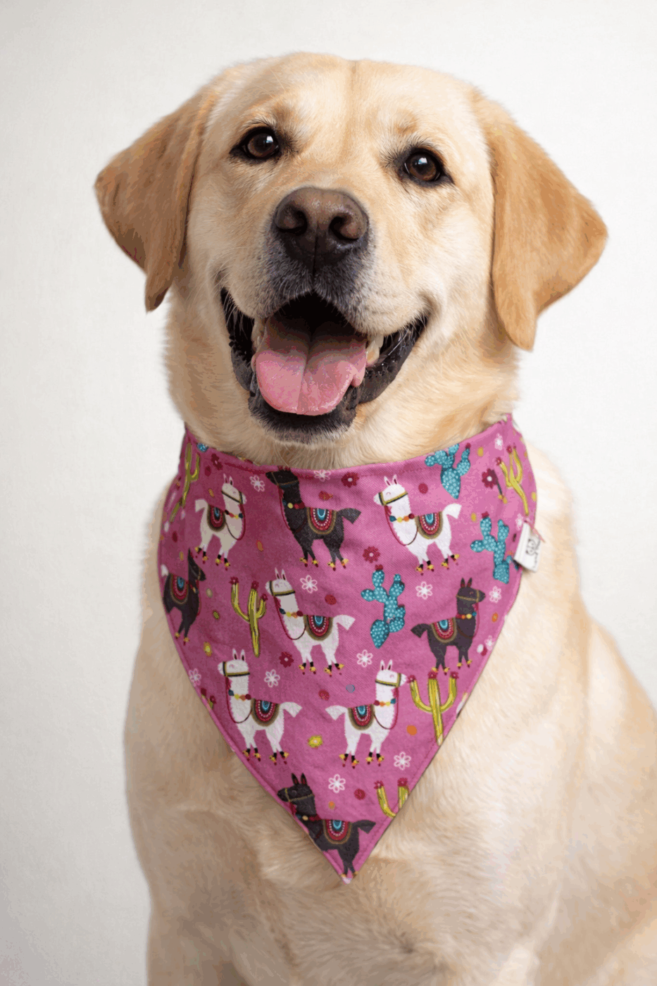Llama Dog Bandana