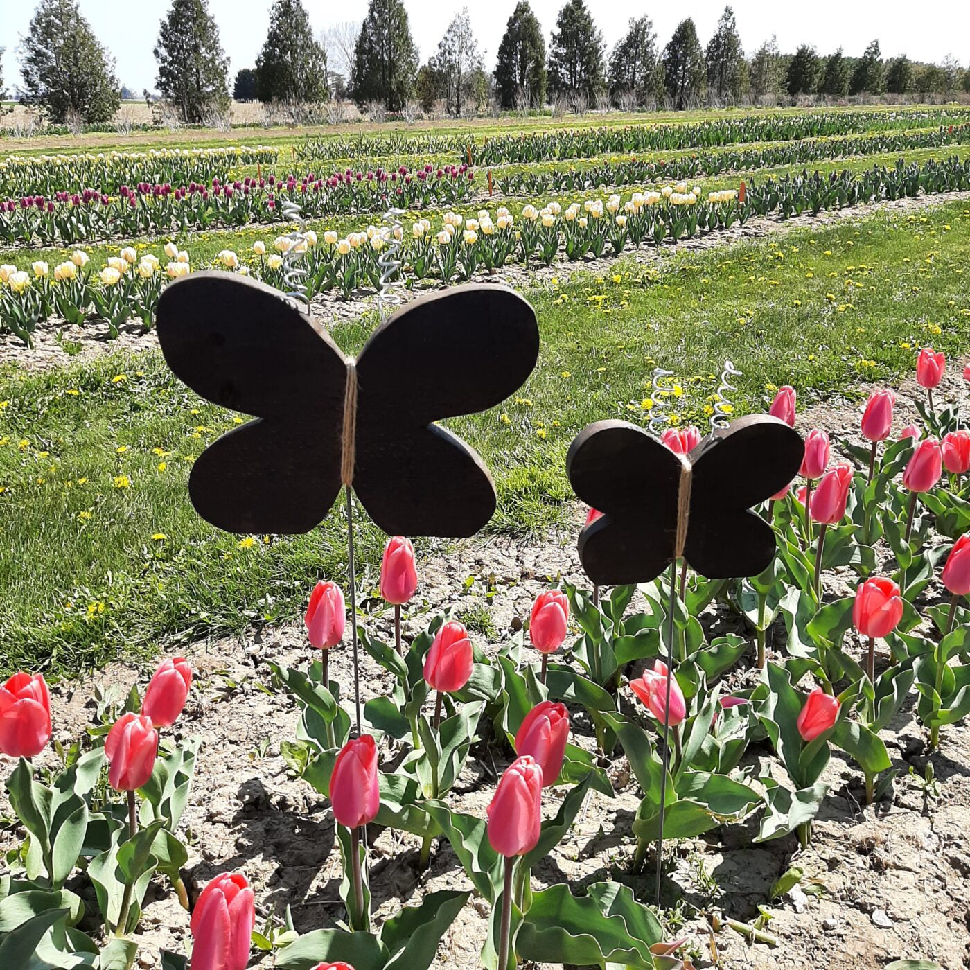 Wooden Butterfly Garden Ornament - Large