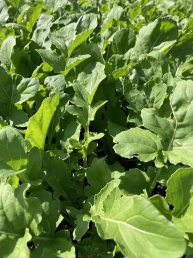 Arugula leaves on growing plants with bright green foliage