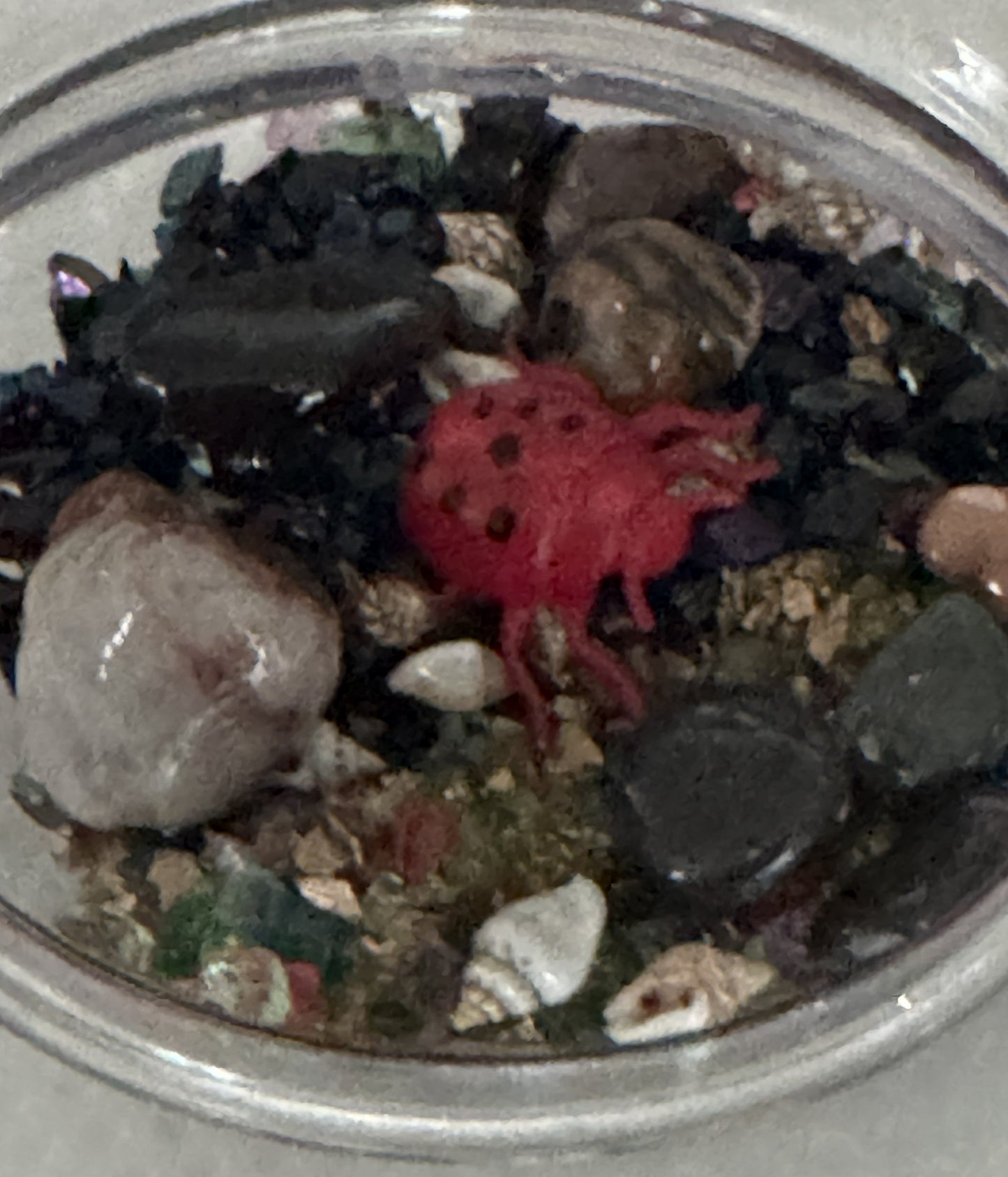 Clear terrarium dome close-up featuring a red ladybug and dark insects inside