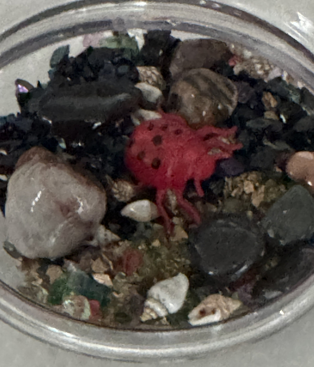 Clear terrarium dome close-up featuring a red ladybug and dark insects inside