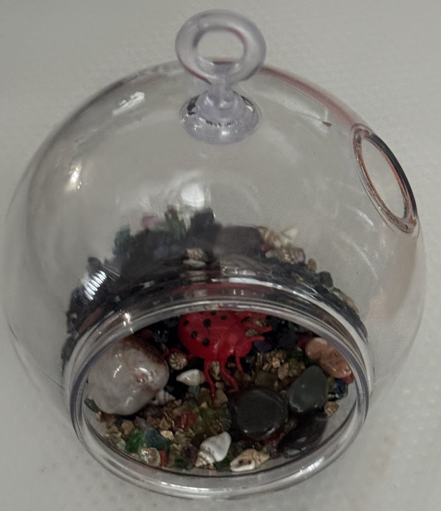 Clear insect terrarium dome with a red ladybug and mixed dark insects inside