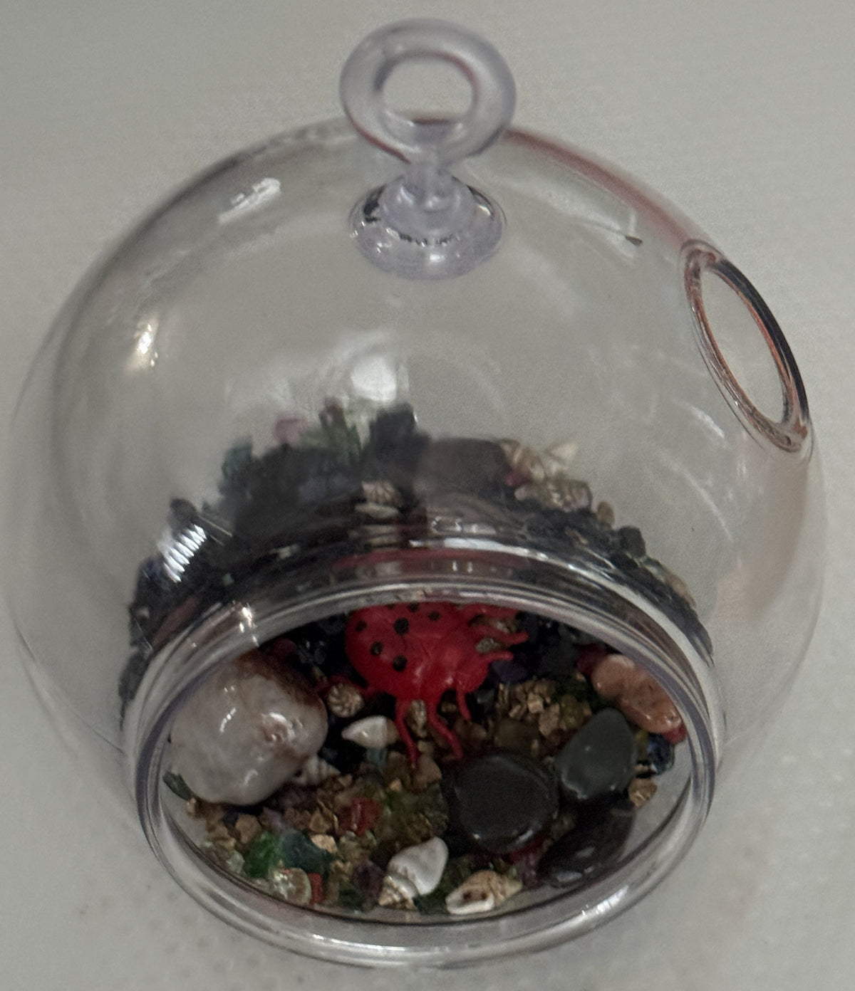 Clear insect terrarium dome with a red ladybug and mixed dark insects inside