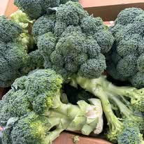 Fresh green broccoli florets with short stems