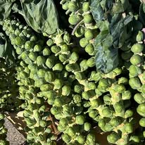 Brussel sprouts, fresh green heads in a pile