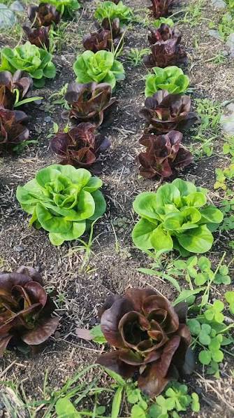 Butter Lettuce - Red and Green