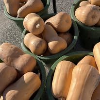Butternut squash gourds, assorted sizes, in a green crate