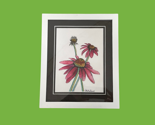 Coneflower