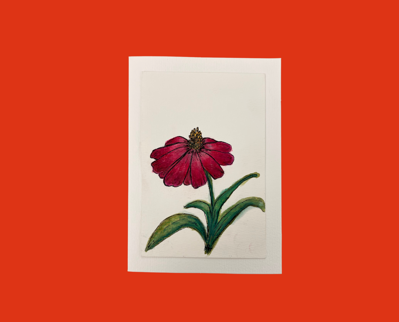 Red Coneflower Greeting Card