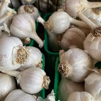 Garlic bulbs with papery skins and brown roots