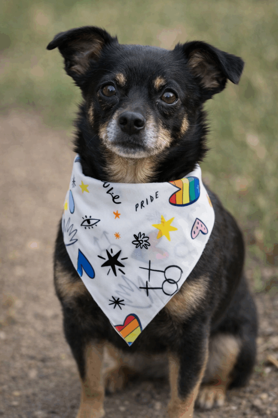 Pride Dog Bandana