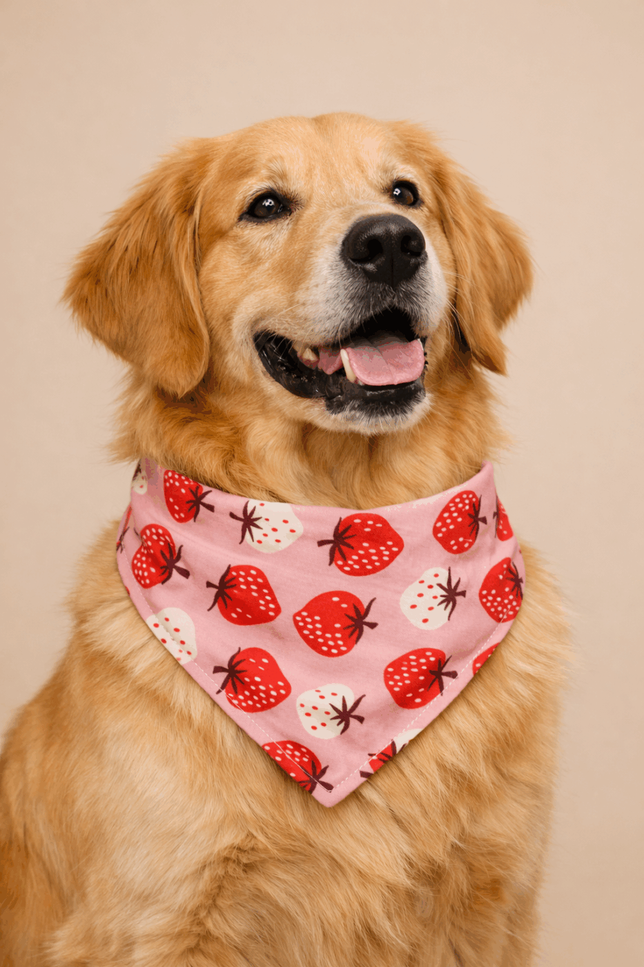 Strawberry Dog Bandana