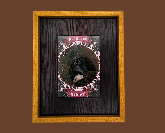 Nuthatch – Framed Print (5×7)