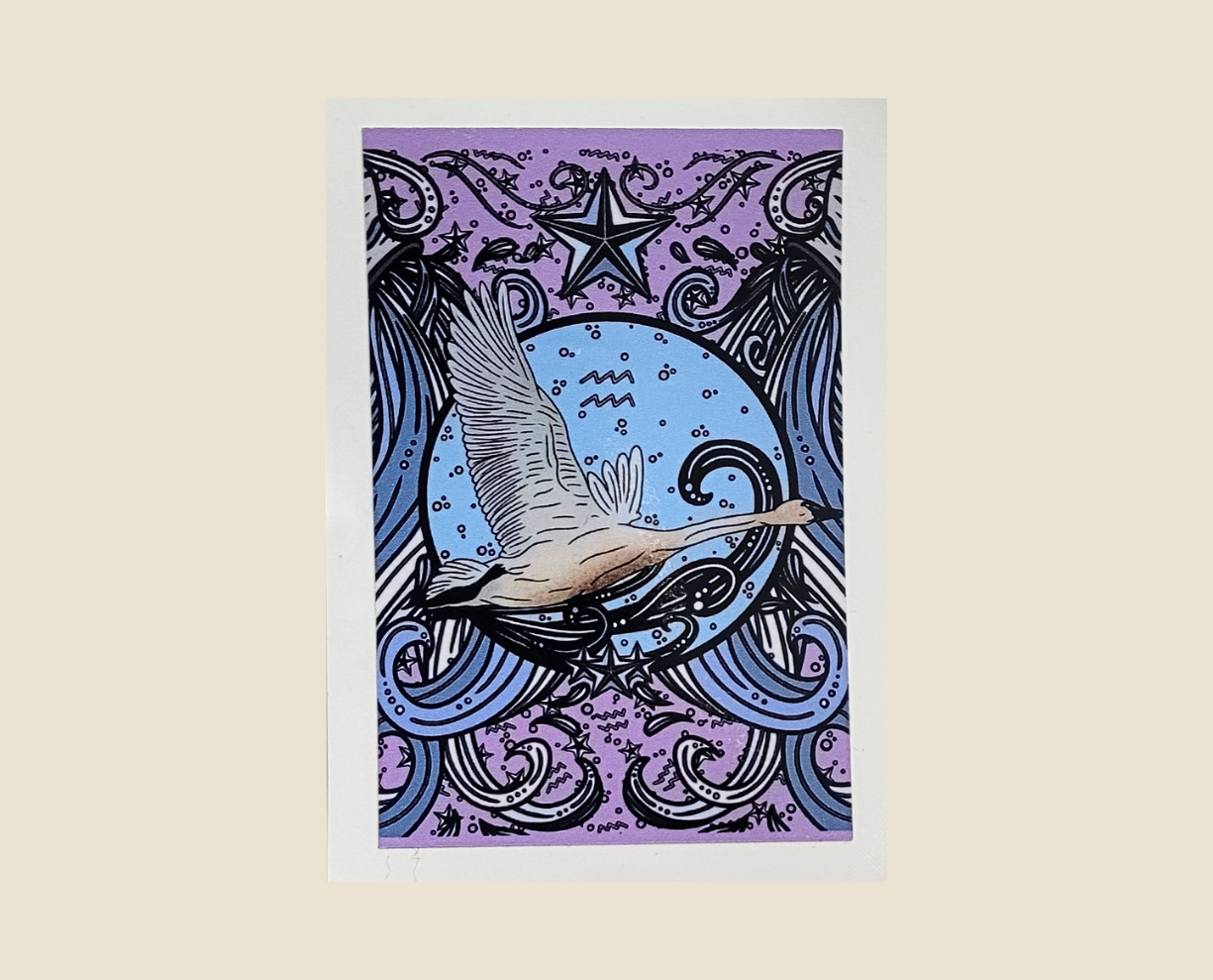 Tundra Swan Aquarius Sticker (2×3)