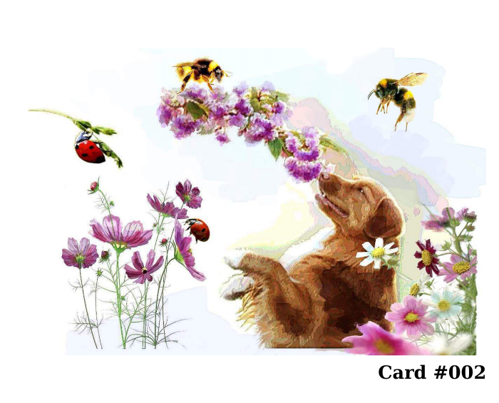 Greeting Cards – Pick Any 3 Designs From Large Selection