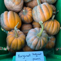 Korginut squash with orange and green-striped skins