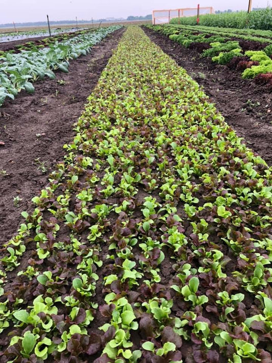 Lettuce mix seedlings in long rows, bright green and deep green leaves