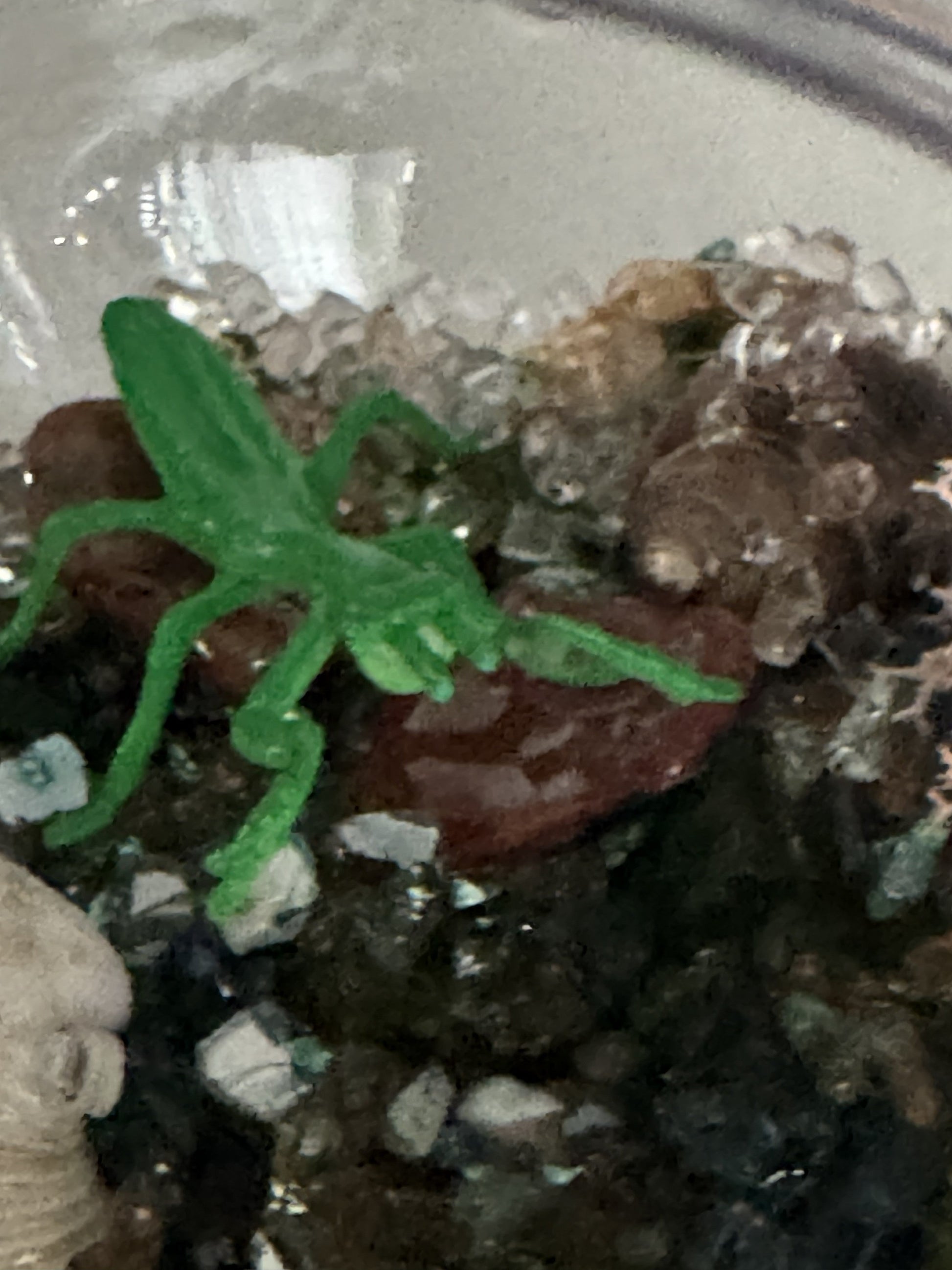Clear terrarium dome close-up with green molded insects and dark insect pieces