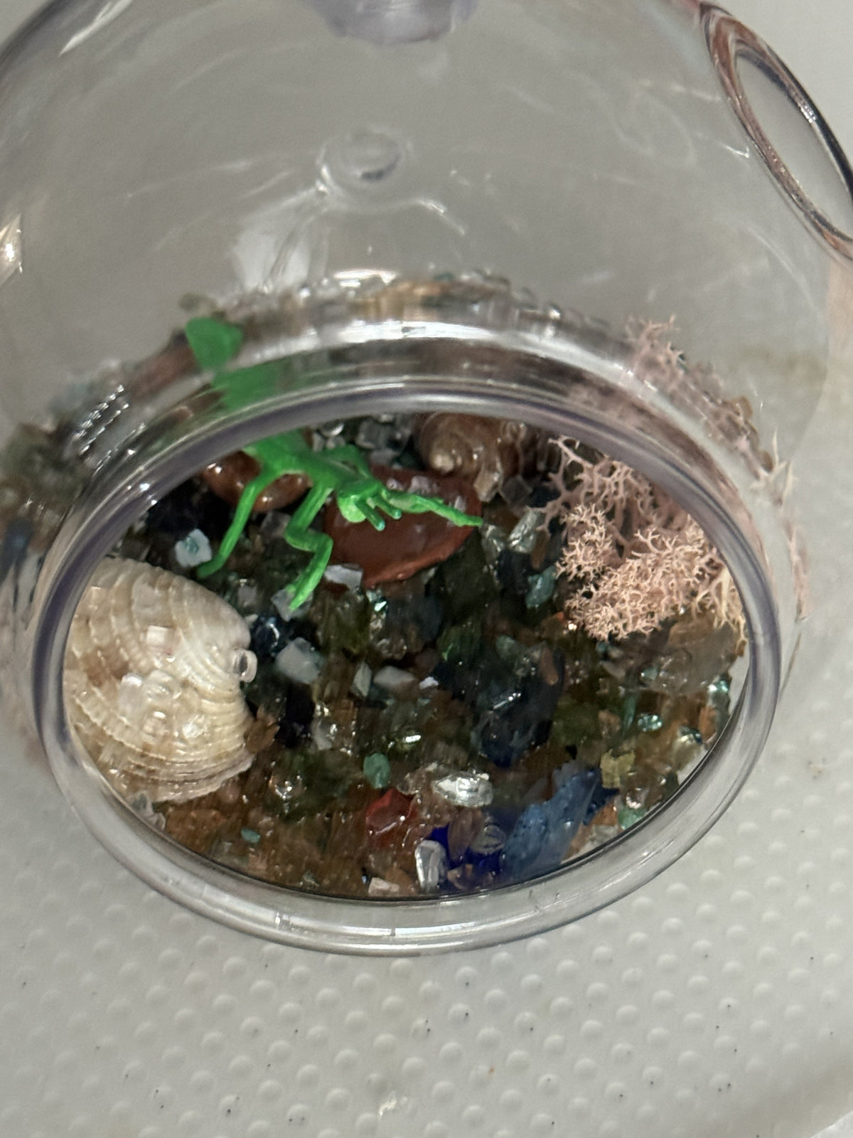 Clear baby insect terrarium dome with assorted insects and leaf pieces inside