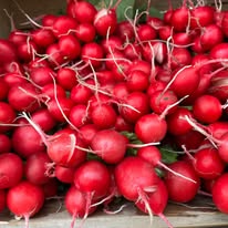 Bunch of red radishes with thin roots and green tops