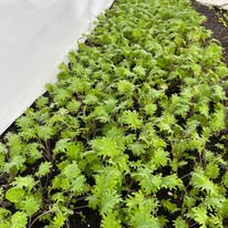 Curly leafy kale plant with bright green frilly leaves