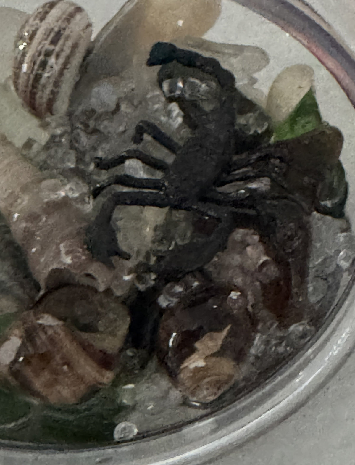 Clear terrarium dome with black spider-like insect and leaf bits inside