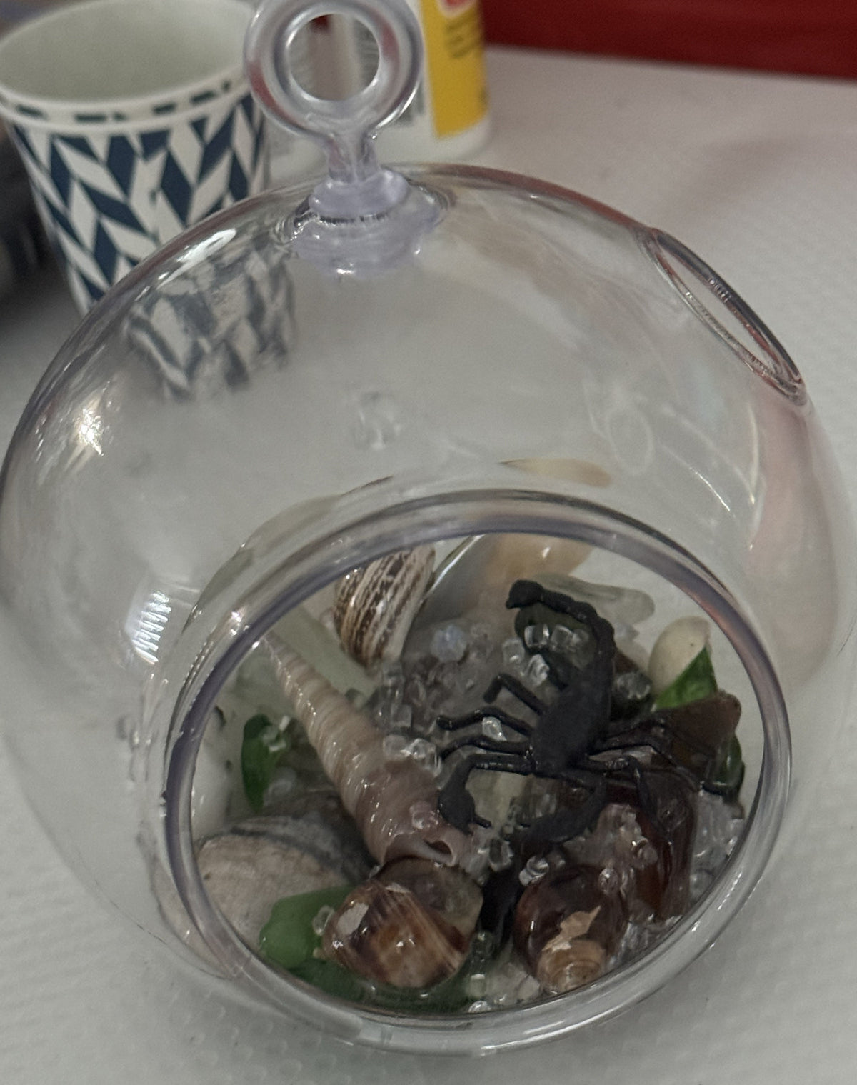 Clear baby insect terrarium dome with mixed insects and small shell pieces inside