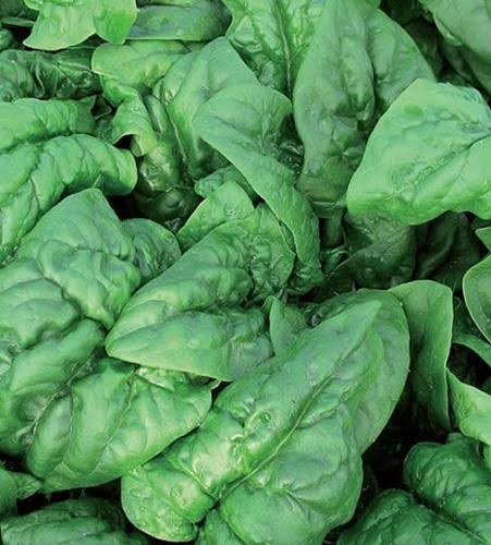 spinach