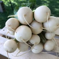 Hakeuri turnips—small white root vegetables with attached stems